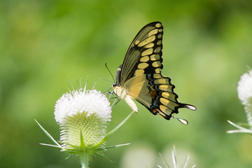 Butterfly 2019-177 / Giant Swallowtail (Papilio cresphontes)