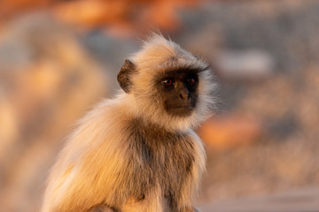 Monkeys at Savitri Mata Temple, Pushkar