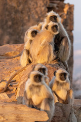 Monkeys at Savitri Mata Temple, Pushkar