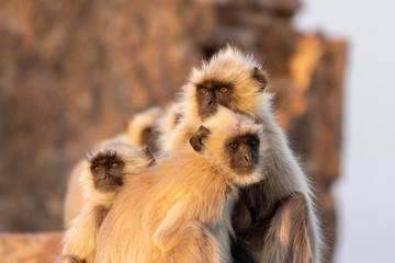 Fototapeta premium Monkeys at Savitri Mata Temple, Pushkar