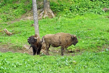 Couple of European bisons in Bieszczady National Park in Poland