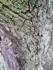 Varicolored tree bark with colorful mossy textured background images.