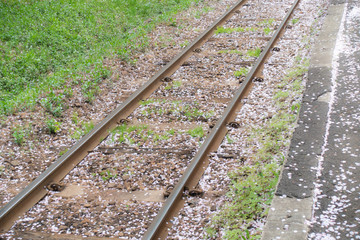 Obraz premium Fallen sakura (cherry blossom) petals on the railway track.