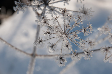 Frosted Seed Head