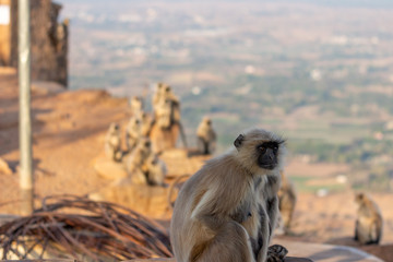 Fototapeta premium Monkeys at Savitri Mata Temple, Pushkar