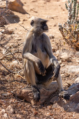 Langur Monkeys in Pushkar