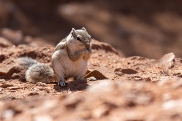 SQuirrel in Pushkar