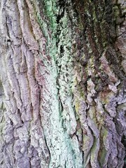 Varicolored tree bark with colorful mossy textured background images.