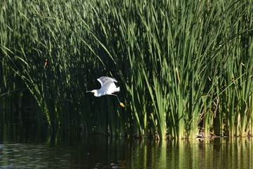 Snowy Egret in Flight