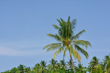 Coconut tree near the beach with clear blue sky background.