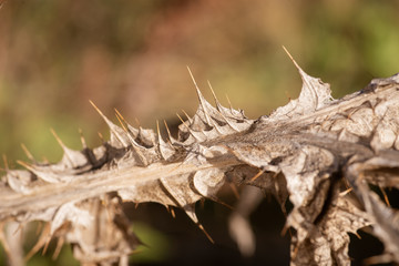 wild vegetation showing stem with prickles in the forest in Spain in autumn