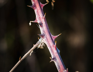 wild vegetation showing stem with prickles in the forest in Spain in autumn
