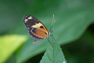 Fototapeta na wymiar Butterfly 2019-179 / Tiger Longwing (Heliconius Hecale)