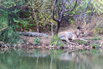 Crocodile and deer