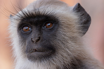 Langur Monkeys, Ranthambore