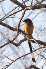 Rufous treepie (Dendrocitta vagabunda)