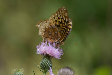 Butterfly 2019-181 / Aphrodite fritillary (Speyeria aphrodite)