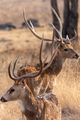 Ranthambore NP Wildlife