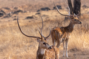 Ranthambore NP Wildlife