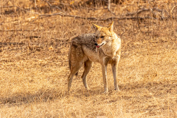 Ranthambore NP Wildlife