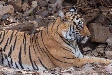 Tiger in Ranthambore NP