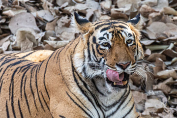 Fototapeta na wymiar Tiger in Ranthambore NP