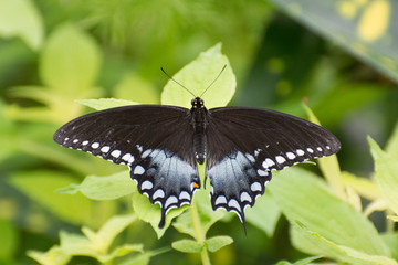 Obraz na płótnie Canvas Butterfly 2019-182 / Spicebush Swallowtail (Papilio Troilus)