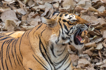 Tiger in Ranthambore NP