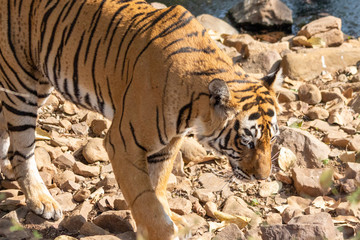 Tiger in Ranthambore NP
