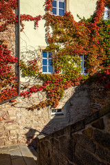 Fototapeta na wymiar Autumn ivy leaves encircled the wall of an old house. Background.