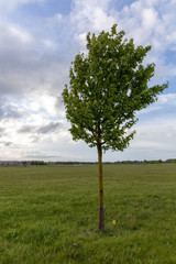 Lone Tree in Field