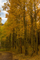 Lundy lake fall colors, California