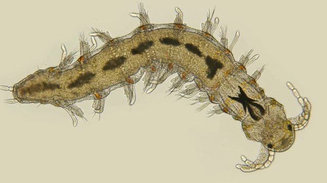  worm Polychaeta under a microscope, family Nerillidae, this is the Annelida class, live in marine and fresh waters, both the detritus and predators