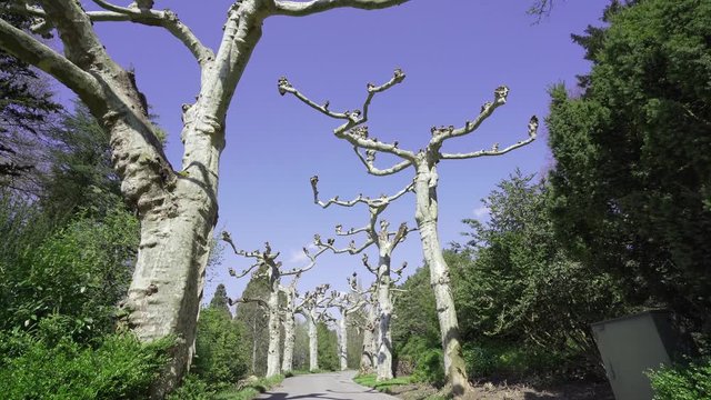 Beautiful alley and footpath with unusual Palatanus trees with twisted branches against a bright and blue sky