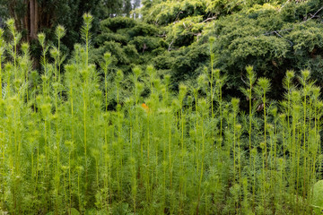 Plants in Botanic Garden