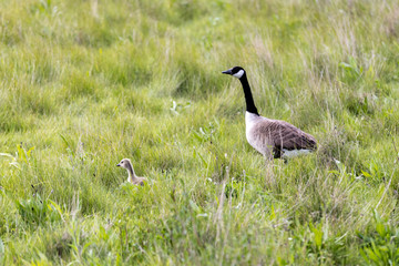 Canada Geese in Cambridge