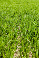 Agricultural Green Field