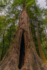 Giant trees in big basin redwood park