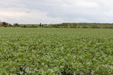 Fototapeta na wymiar Agricultural Green Field
