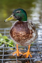 Mallard in profile