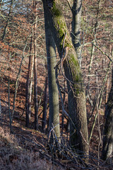 trockene Bäume im Winter