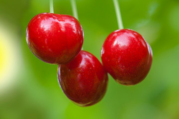 three cherries on green blur