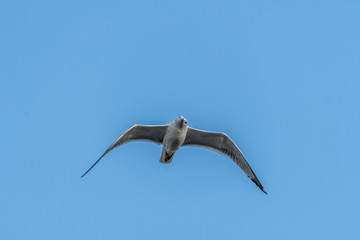 oiseau en vol