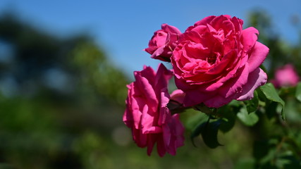 A rose flower in the park