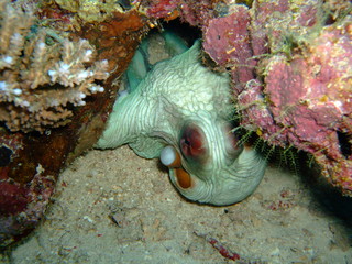 Octopus hiding under coral changes colour to camouflage it against the sand, Borneo