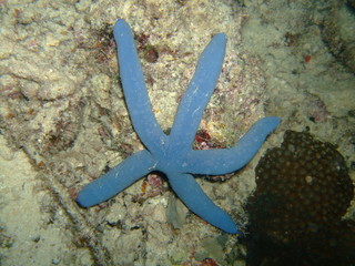 Blue starfish (Linckia laevigata), Borneo