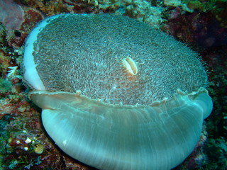Amplexidiscus fenestrafer corallimorpharian partially expanded, Borneo