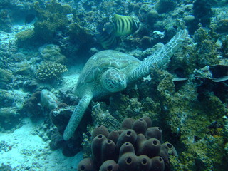 Green turtle (Chelonia mydas) resting on coral, Borneo