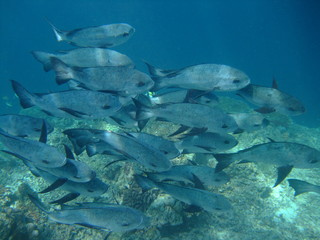 Shoal of black and white snapper (Macolor niger), Borneo