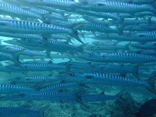 In the middle of a shoal of pickhandle barracuda (Sphyraena jello), Borneo